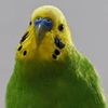 tetsu無添加