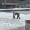 うどん