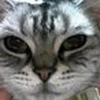 はなみずはなちゃん