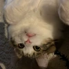 miffy__26
