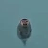 こぼやし