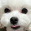 ウニッパ