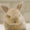 うさぎのオーナー