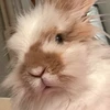 mir