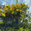 Ts
