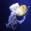 ぱぴこ