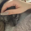 一本釣り大切りかつお