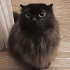 miu