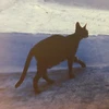 CATSEYE