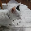 ミケ