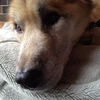 よんさま