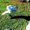 らさひの