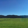 oragetea