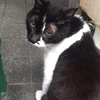 りんたろう