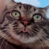 にゃんた
