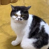 Ourson