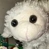 しろちゃん