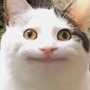 キュピィ