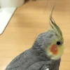 さるやん