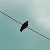 はちにや