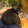 オットコヌシ