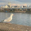 とん
