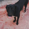 chacha