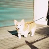 よしおか