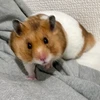 Ts