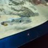 としゆー