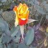 mimosaorange
