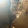 なな
