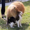 鴨シー