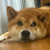 こけむし