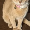 こむぎ