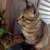 さくもち