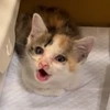 myaoh