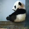パンダ