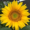 お父さん花