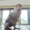 竜之介