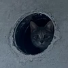 まんまるこ