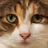 mikeneko96chan