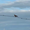 はとぽっぽ