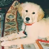 GoldenLucy