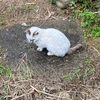り