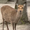 りん