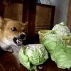 ピヨシート