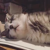 さくら