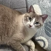 HuhCat