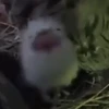 思想